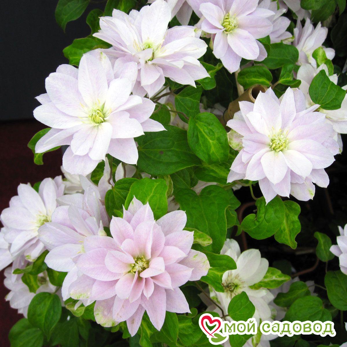 Клематис Дансинг квин ЗКС