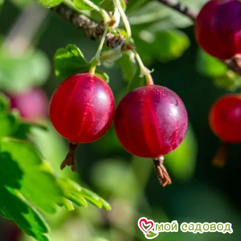 Крыжовник Уральский розовый