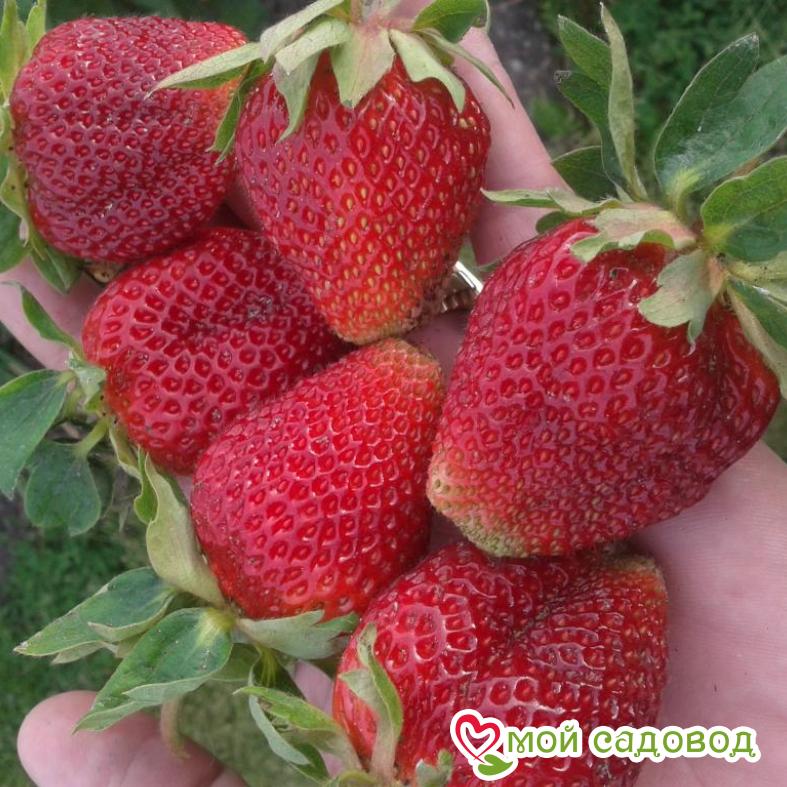 Клубника Чешская красавица