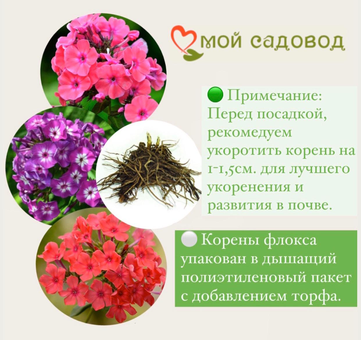 ФЛОКС МЕТЕЛЬЧАТЫЙ РЕД КАРИБЭН